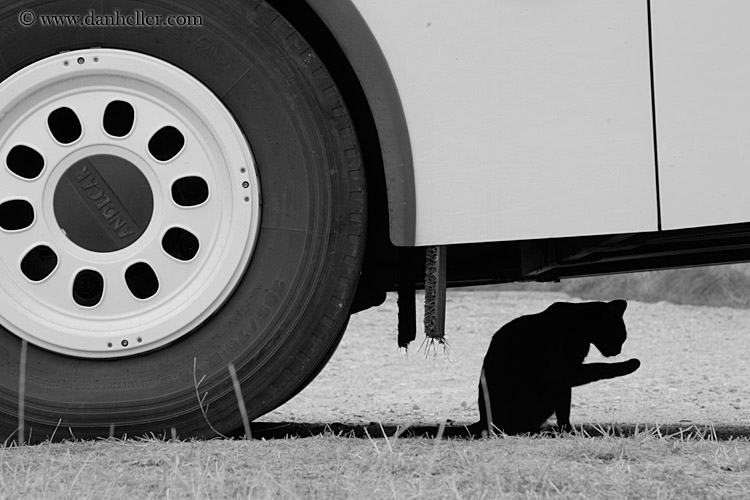 black-cat-n-white-wheel-04.jpg