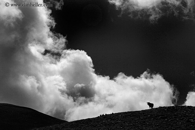 cow-n-clouds-sil-bw.jpg