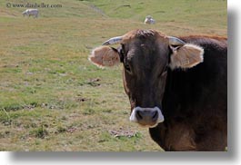 cows, europe, horizontal, mt bisaurin, spain, photograph
