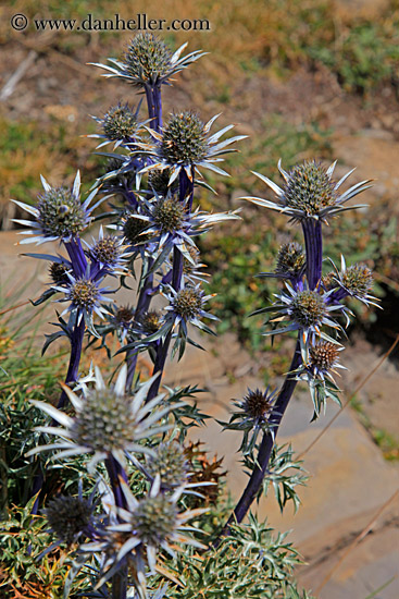 purple-thistle-03.jpg