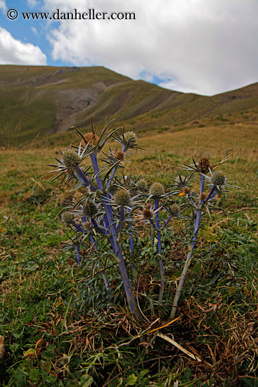 purple-thistle-04.jpg