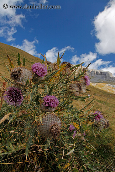 purple-thistle-05.jpg