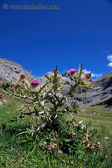 purple-thistle.jpg