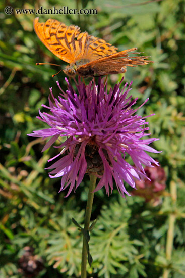 purple-thistle-n-butterfly-01.jpg