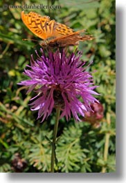 butterflies, europe, flowers, nature, ordesa, purple, spain, thistle, vertical, photograph