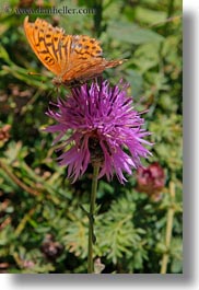 butterflies, europe, flowers, nature, ordesa, purple, spain, thistle, vertical, photograph