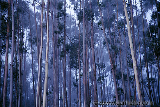 trees1.jpg