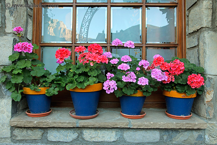 flowers-in-windows-01.jpg