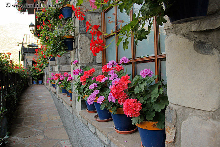 flowers-in-windows-02.jpg