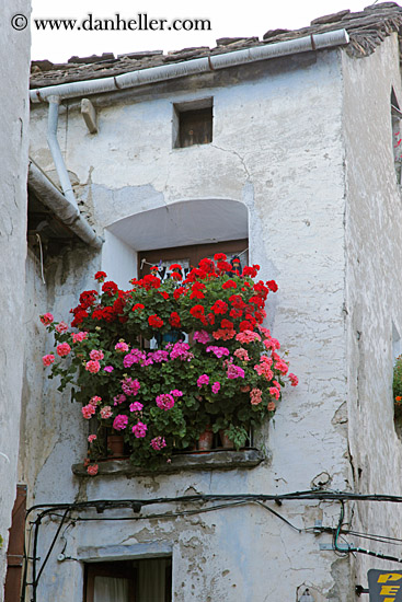 flowers-in-windows-05.jpg