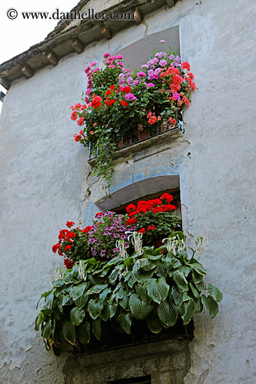 flowers-in-windows-06.jpg