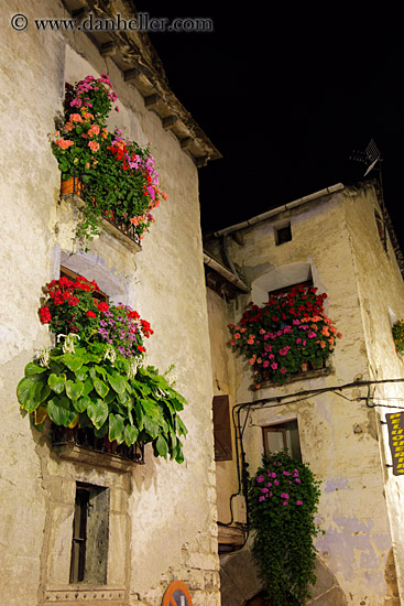 night-flowers-windows-06.jpg