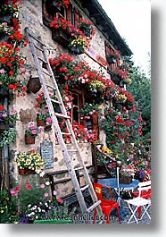 europe, flowers, switzerland, vertical, photograph