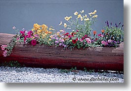 europe, flowers, horizontal, switzerland, photograph
