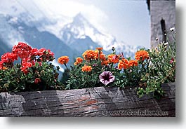 europe, flowers, horizontal, switzerland, photograph