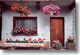 images/Europe/Switzerland/Flowers/flowers-0009.jpg