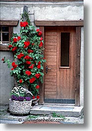 images/Europe/Switzerland/Flowers/flowers-0013.jpg