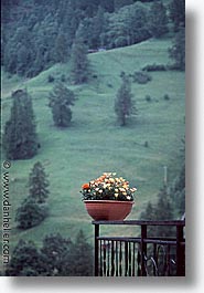 europe, flowers, switzerland, vertical, photograph