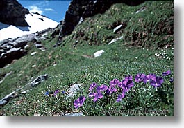 images/Europe/Switzerland/Flowers/flowers-0020.jpg