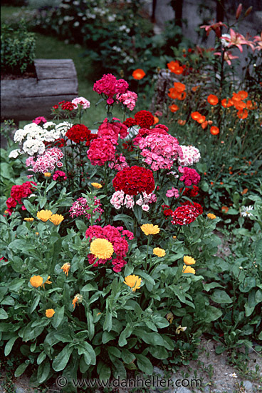 flowers-0022.jpg