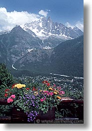 images/Europe/Switzerland/Flowers/swiss-flowers0001.jpg
