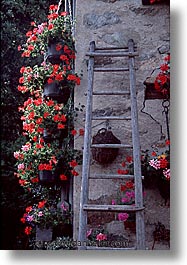 europe, flowers, swiss, switzerland, vertical, photograph