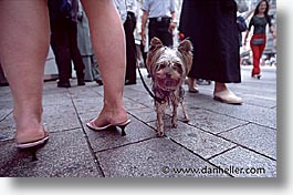 europe, geneva, horizontal, switzerland, terrier, photograph