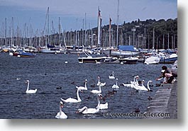 europe, feeding, geneva, horizontal, swans, switzerland, photograph