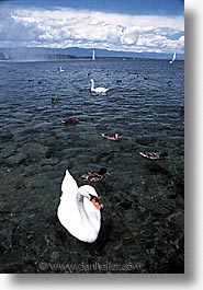 europe, geneva, swans, switzerland, vertical, photograph