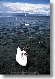 europe, geneva, swans, switzerland, vertical, photograph