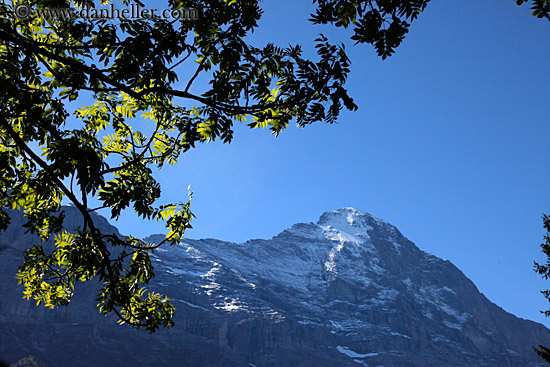 eiger-n-tree-leaves-02.jpg