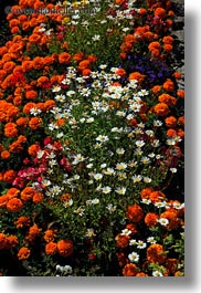 europe, flowers, grindelwald, switzerland, vertical, photograph