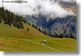 images/Europe/Switzerland/Grindelwald/trees-n-mtns-03.jpg