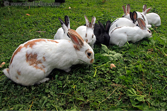 bunny-rabbits.jpg