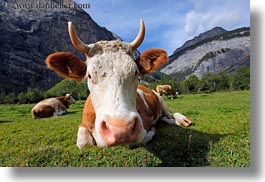 cows, europe, gasterntal valley, horizontal, kandersteg, mountains, switzerland, photograph