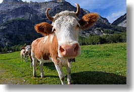 cows, europe, gasterntal valley, horizontal, kandersteg, mountains, switzerland, photograph