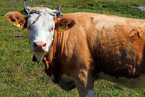 cow-training-horns.jpg