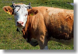 cows, europe, gasterntal valley, horizontal, horns, kandersteg, switzerland, training, photograph