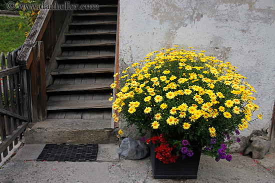 flowers-n-stairs.jpg
