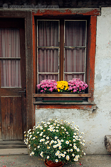 flowers-n-window-02.jpg