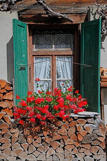 flowers-n-window-04.jpg