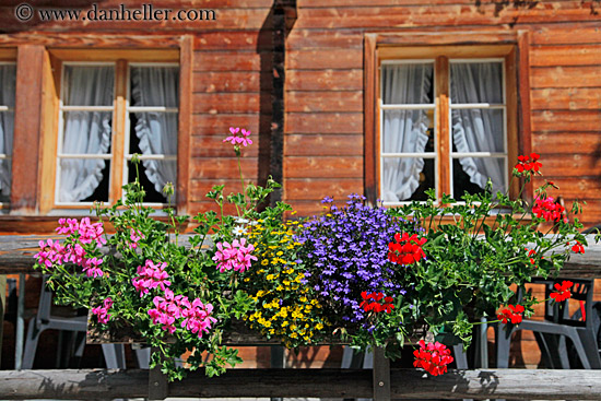 flowers-n-window-05.jpg