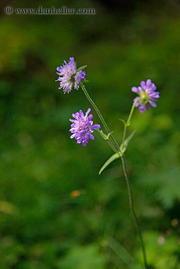 purple-flowers.jpg