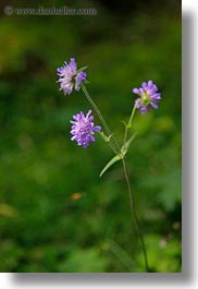 images/Europe/Switzerland/Kandersteg/GasterntalValley/purple-flowers.jpg