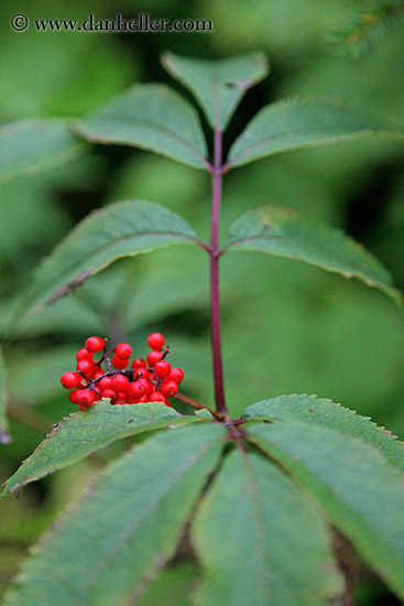 red-berries-01.jpg