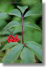 berries, europe, gasterntal valley, kandersteg, red, switzerland, vertical, photograph