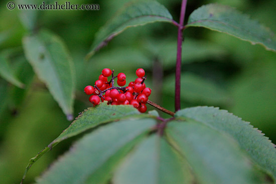 red-berries-02.jpg