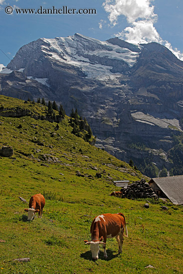 cows-n-mtns-02.jpg