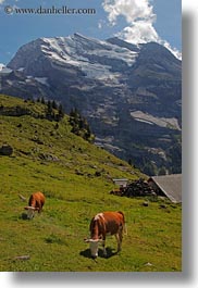 clouds, cows, europe, kandersteg, lake oeschinensee, mountains, nature, sky, snowcaps, switzerland, vertical, photograph