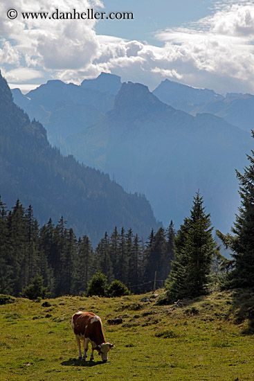 cows-n-mtns-03.jpg